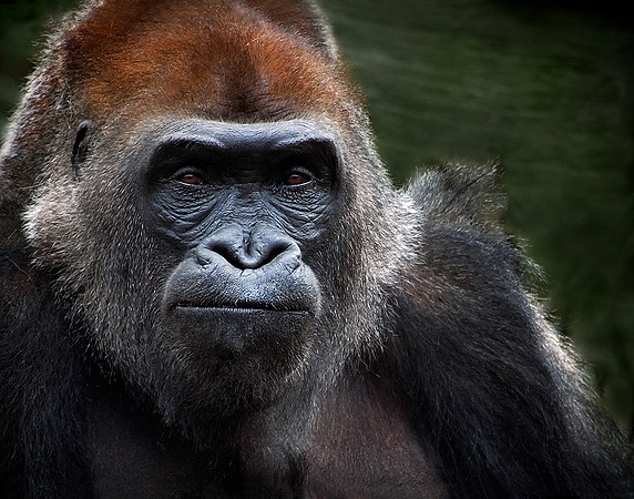 Gorilla Thoughts