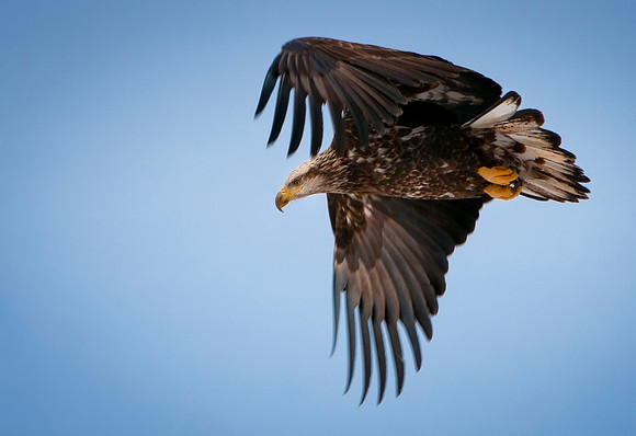 North Shore Eagle