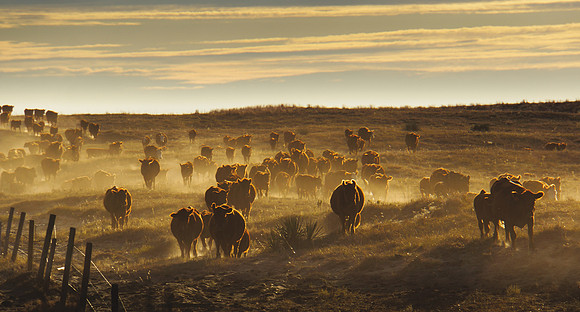 Dusty Cattle Drive