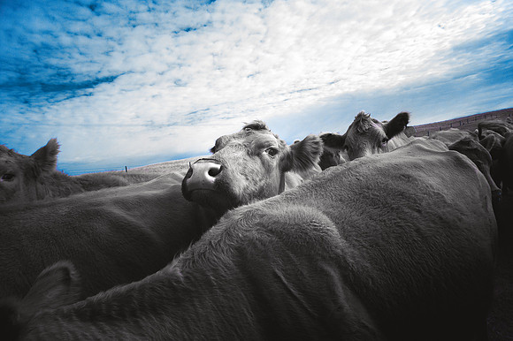 Moo in Blue